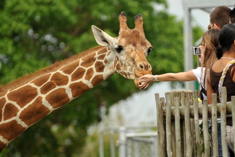 People feeding giraffe.